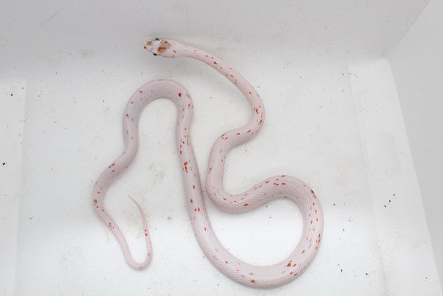 Preview of the first image of Palmetto corn snake juveniles.