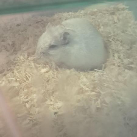 Image 4 of 3 year old gerbil called Pippin in need of loving home