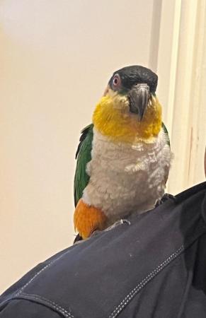 Image 4 of Semi - tame black headed caique for sale