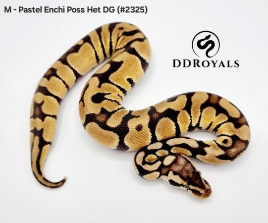 Image 16 of Royal Pythons: Pieds, Desert Ghosts. ADULTS AND HATCHLINGS