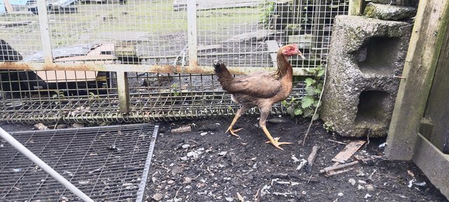 Image 2 of English old aseel hen laying eggs