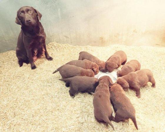 Image 8 of Chocolate Labrador puppies - Excellent pedigrees