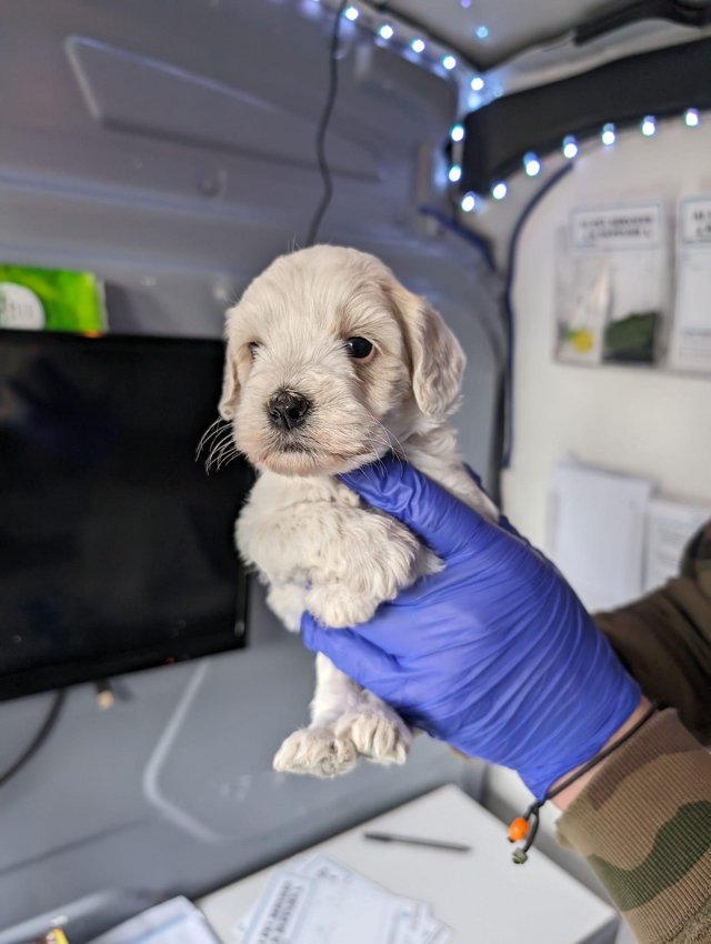 Tibetan terrier puppies hot sale for sale preloved