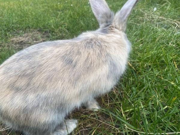 Image 7 of Gorgeous 8 month old dwaf lop Bunny very playful