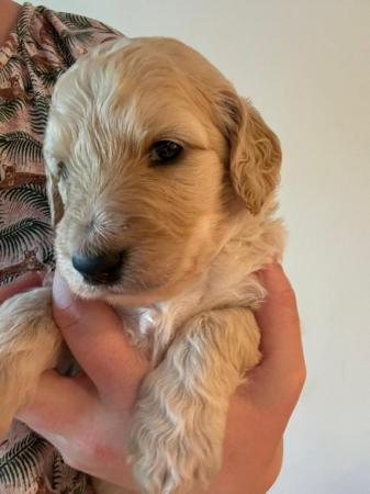 Image 3 of F1B Goldendoodle Puppies *Viewings Now*
