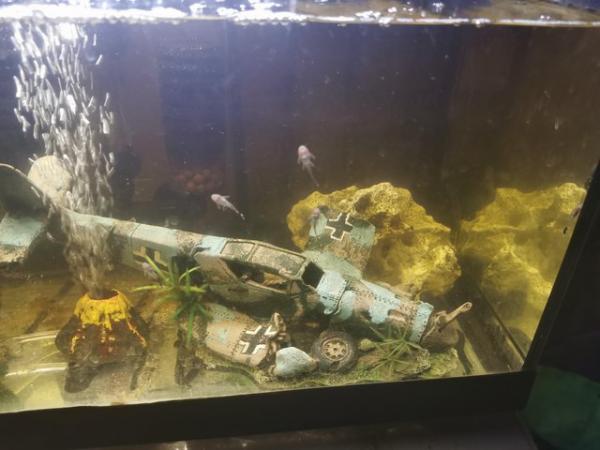 Image 3 of Bristlenose Pleco Fry all above 1+cm