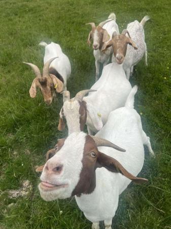 Image 3 of Beautiful boer goats with good quality kids at foot