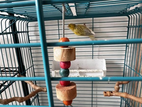 Image 3 of 4 male canaries for sell