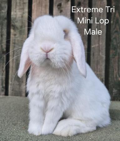 Image 13 of Various Mini Lop youngsters