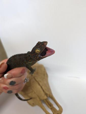 Image 2 of Female Tokay gecko available