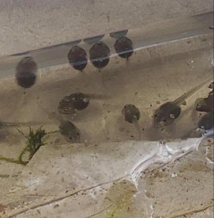 Image 2 of Posted Dart frog Tadpoles, Santa Isabel