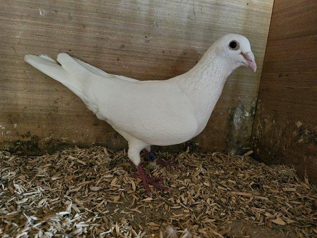 Preview of the first image of Logan white racing pigeons.