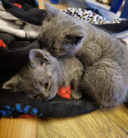 Image 4 of Blue British Short Hair Kittens Ready now!