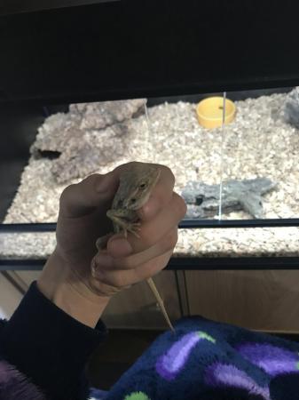 Image 6 of Bearded Dragon Still A Baby