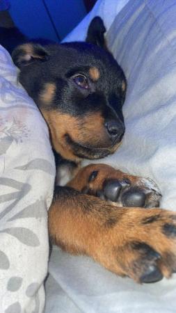 Image 9 of Rottweiler pup looking for her forever home