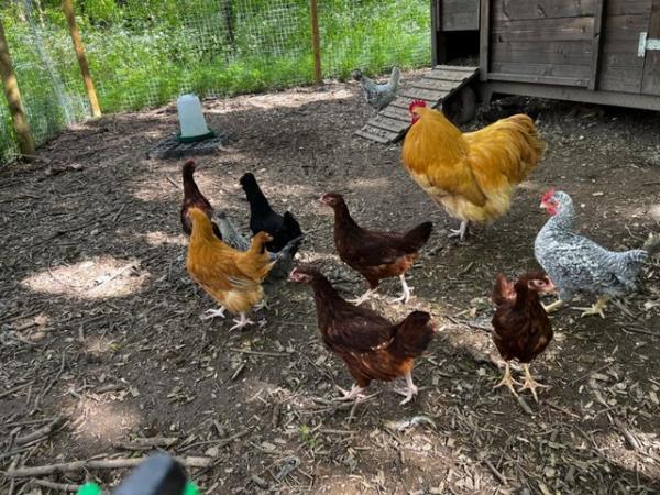 Image 1 of Variety of pure breed poultry and hybrids