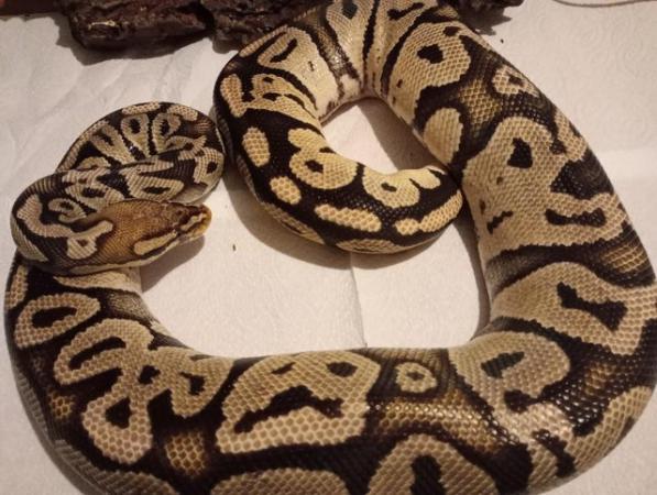 Image 1 of Female Adult Pastel, Royal Python