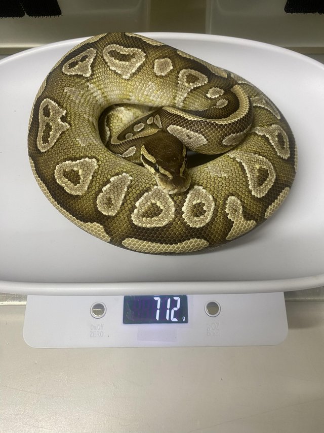 Preview of the first image of Female mojave 100% het clown royal python.