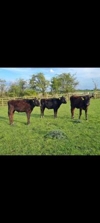 Image 2 of Wagyu cattle for sale .....