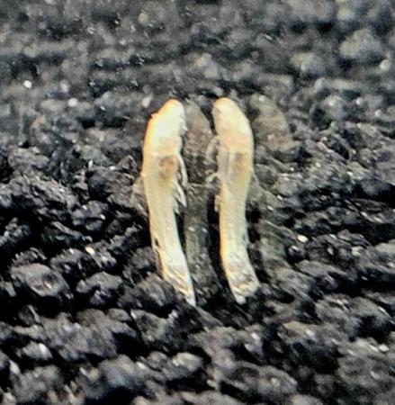 Image 4 of Albino bristlenose plecos 1.5cm fry