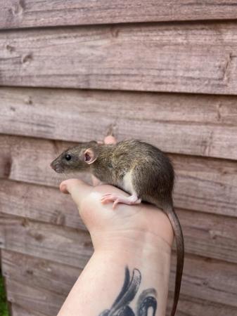 Image 5 of 9week old male/female Dumbo rats READY NOW