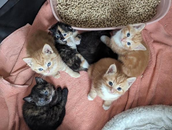 Image 20 of 5 kittens for sale 2 gingers and 3 bark speckled,