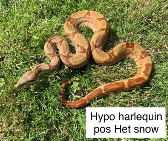 Image 5 of Hypo harlequin pos Het snow female Boa constrictor