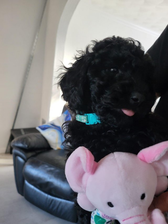 Preview of the first image of 1 BEAUTIFUL BLACK KC REGISTERED MINIATURE POODLE.
