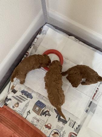 Image 5 of 7 week old red TOY poodle puppies