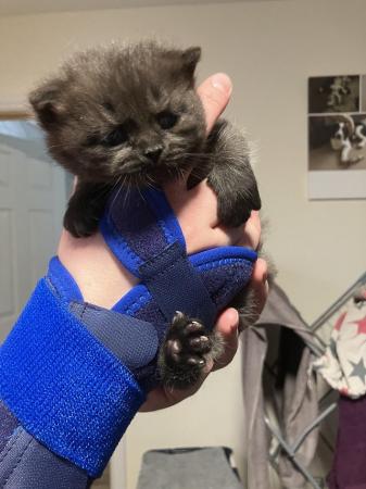Image 1 of Unique chocolate British blue kitten boy