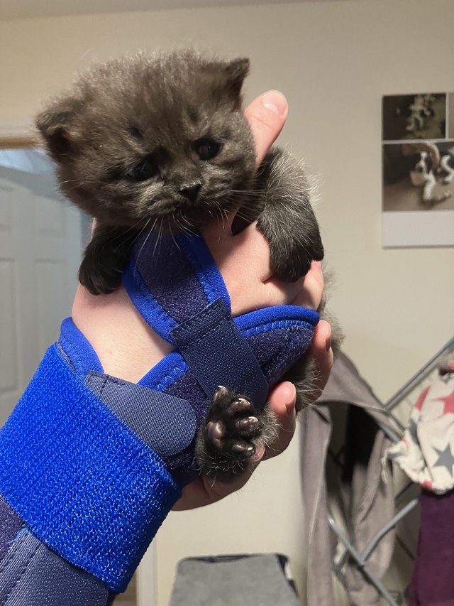 Preview of the first image of Unique chocolate British blue kitten boy.
