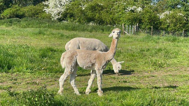 Image 2 of Female alpaca mother and daughter