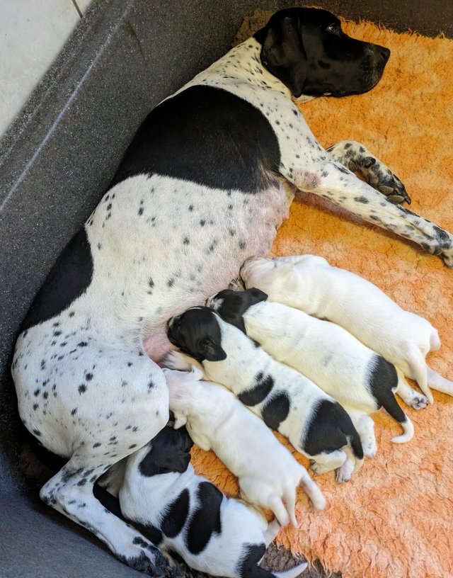Preview of the first image of Superb Litter of Pointer puppies.
