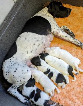 Image 1 of Superb Litter of Pointer puppies