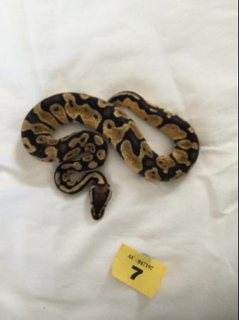 Image 7 of Mojave pastel het ghost baby ball python
