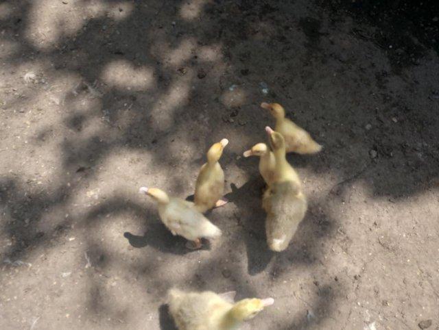Preview of the first image of Embden Goose Geese Goslings.