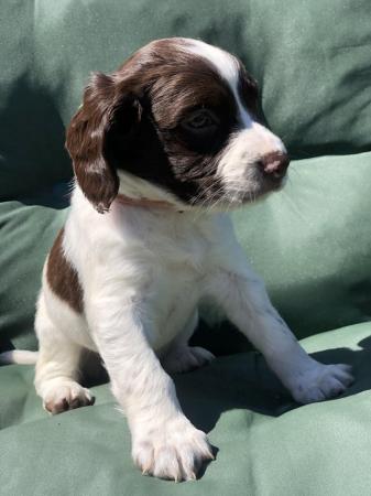Image 1 of Liver and white English Springer Spaniels only girls left