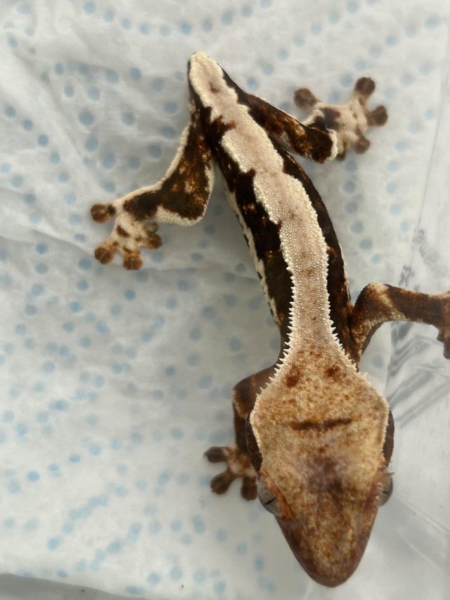 Preview of the first image of 3x crested gecko frog bums , 7months old.