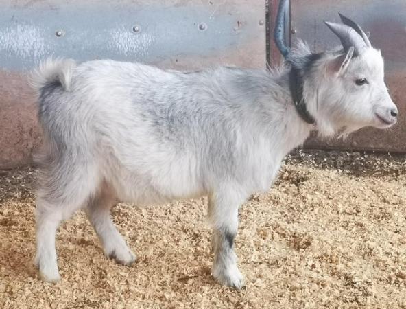 Image 1 of Stunning Pygmy Billy Goat for Sale