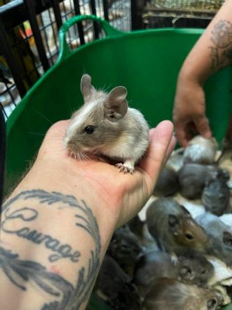 Image 2 of Beautiful Degus available for Sale