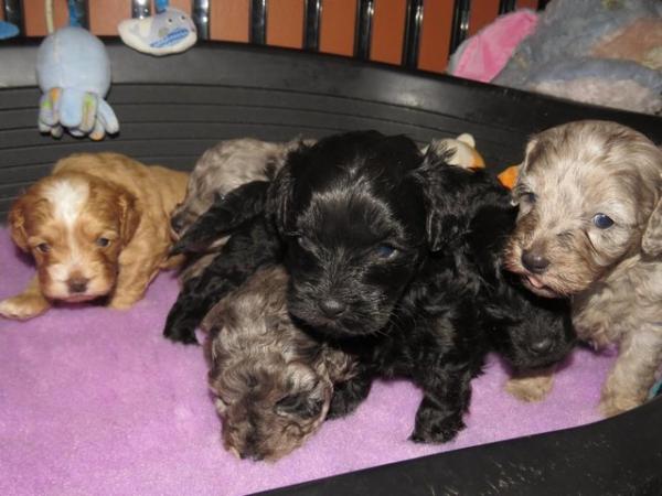 Image 6 of Adorable F1b multicolour cavapoo pups. health tested parents