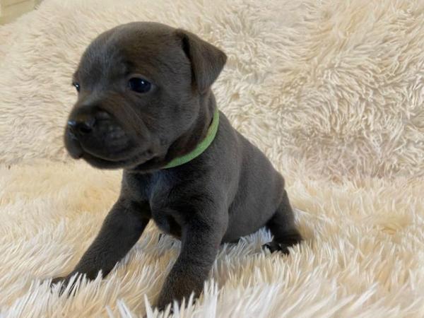 Image 5 of Champion blue Staffordshire bull terrier puppies