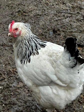 Image 10 of Silkie hens due to lay- other hens available pekins etc