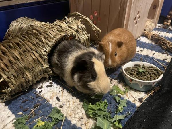 Image 4 of 2 Guinea pigs for sale (2 males)