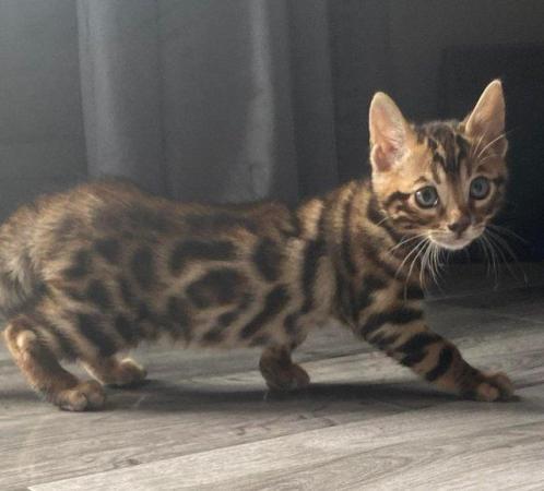 Image 7 of My last beautiful baby boy Bengal available
