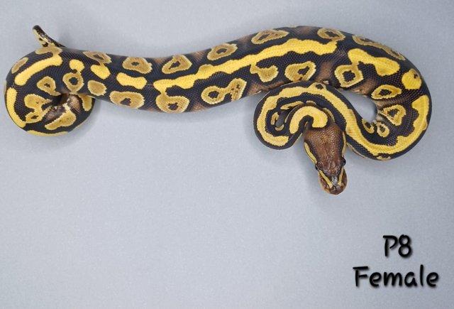 Image 30 of Various Hatchling Ball Python's CB23 - Availability List
