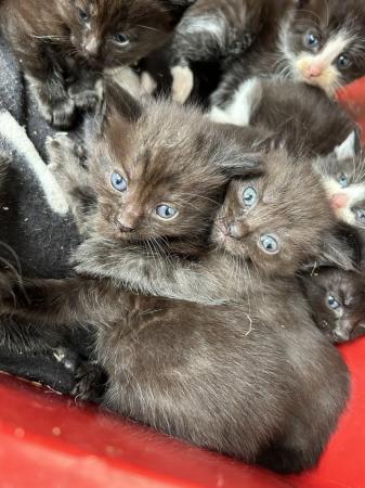 Image 5 of 5 week old kittens mixed litter