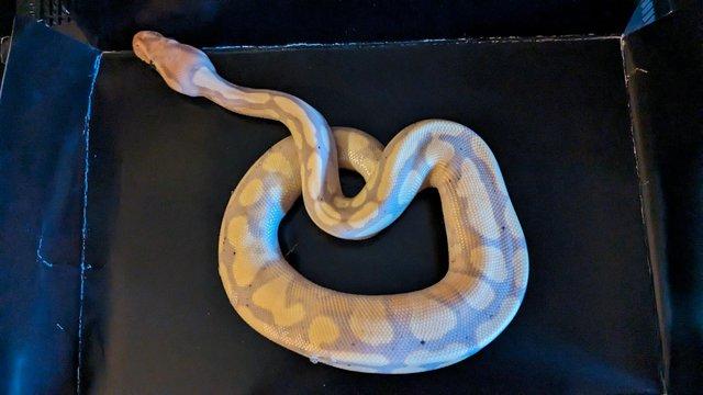 Image 3 of Various Royal Python's Available