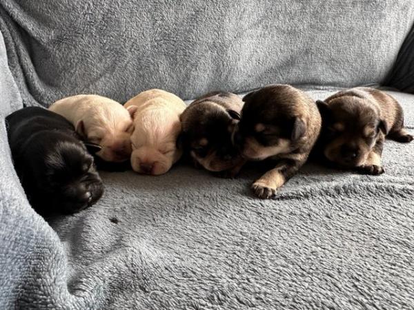 Image 2 of Beautiful Miniature Schnauzer Puppies For Sale