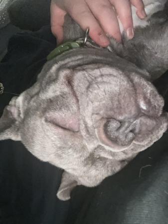 Image 4 of French bull dog 17 month old